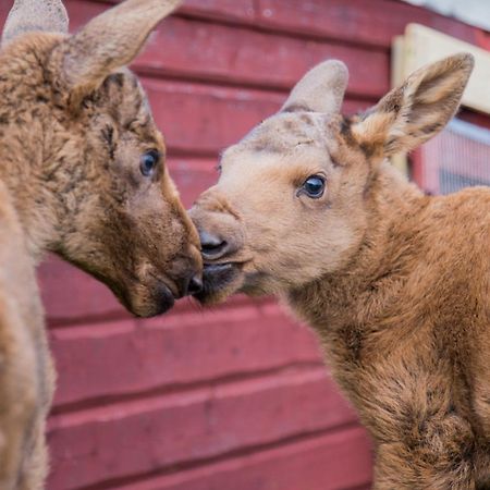 Orrviken Moose Gardenヴィラ エクステリア 写真