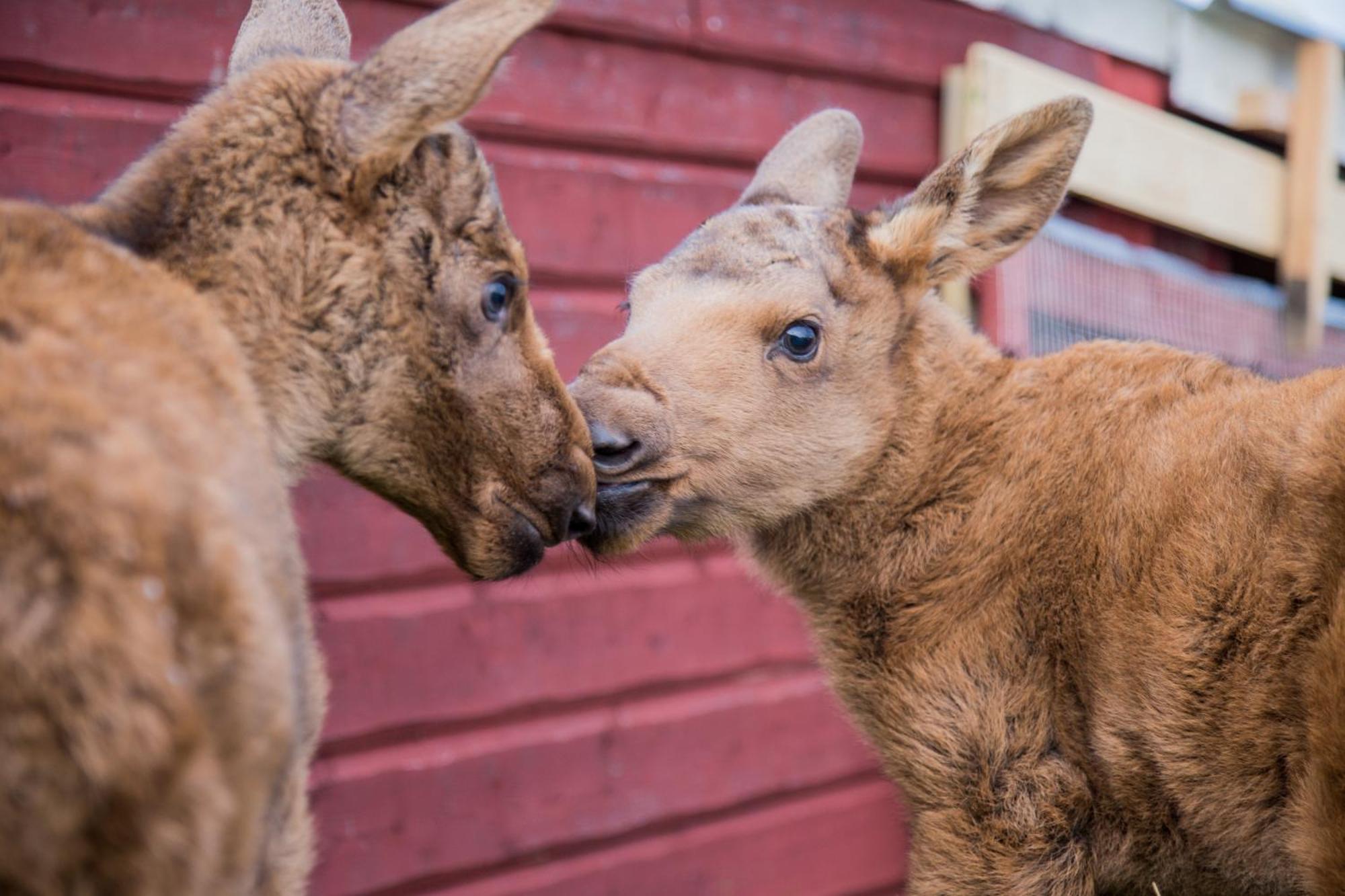 Orrviken Moose Gardenヴィラ エクステリア 写真