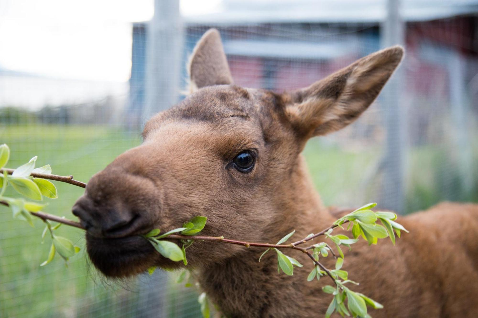 Orrviken Moose Gardenヴィラ エクステリア 写真