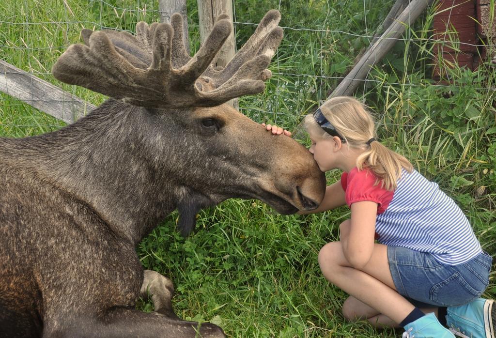 Orrviken Moose Gardenヴィラ エクステリア 写真