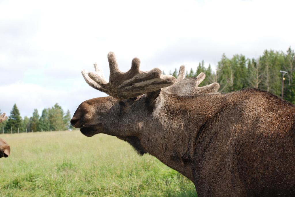 Orrviken Moose Gardenヴィラ エクステリア 写真
