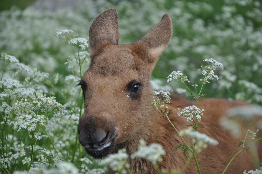 Orrviken Moose Gardenヴィラ エクステリア 写真