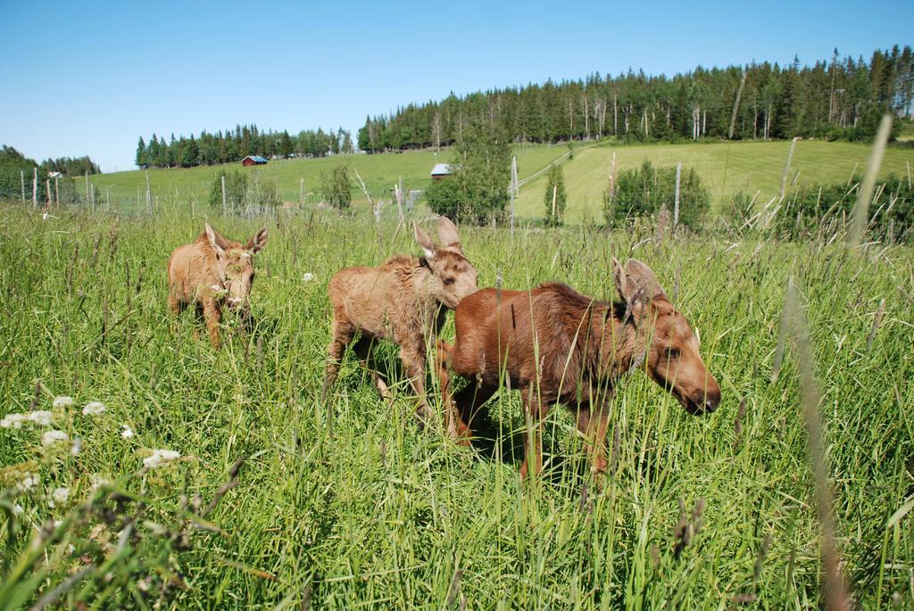 Orrviken Moose Gardenヴィラ エクステリア 写真