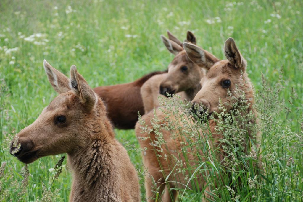 Orrviken Moose Gardenヴィラ エクステリア 写真