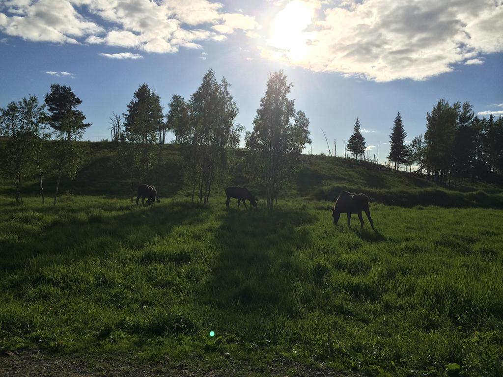 Orrviken Moose Gardenヴィラ 部屋 写真