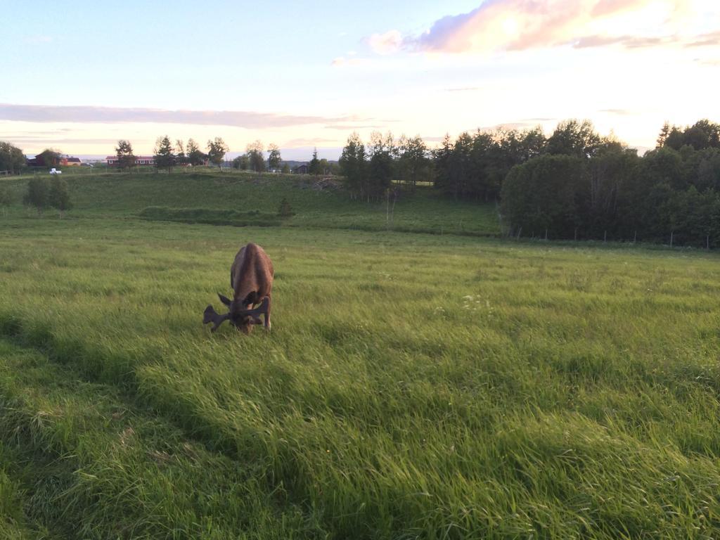 Orrviken Moose Gardenヴィラ エクステリア 写真