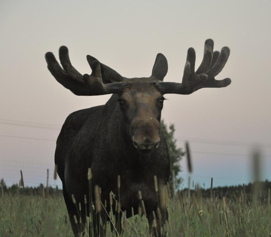Orrviken Moose Gardenヴィラ エクステリア 写真