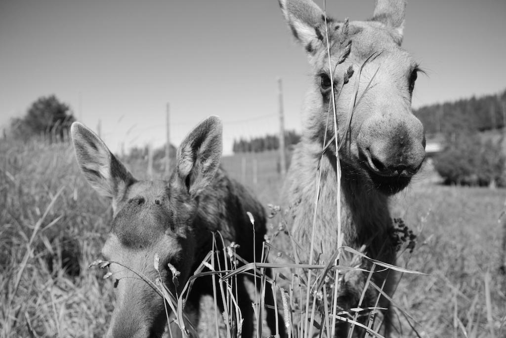 Orrviken Moose Gardenヴィラ エクステリア 写真