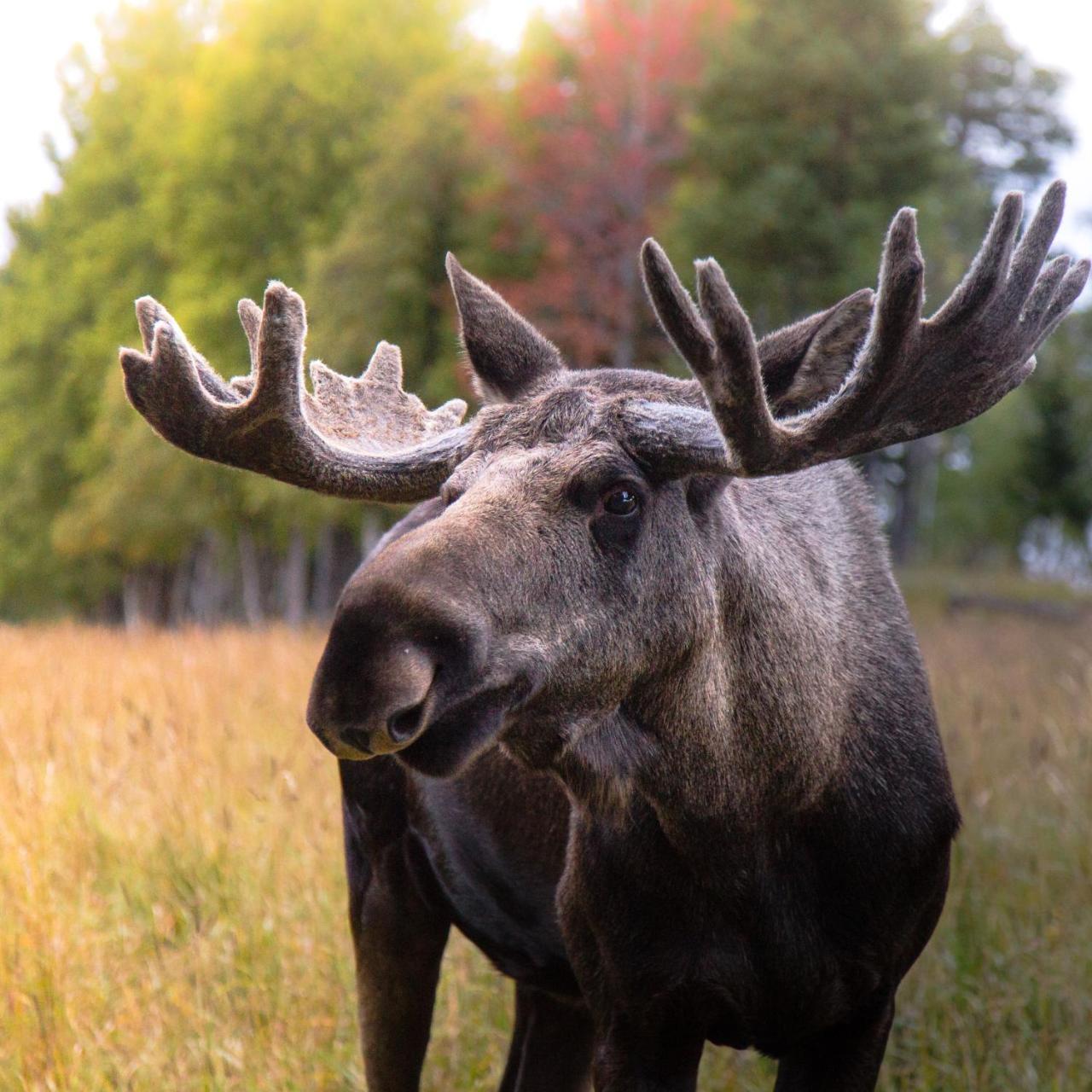 Orrviken Moose Gardenヴィラ エクステリア 写真
